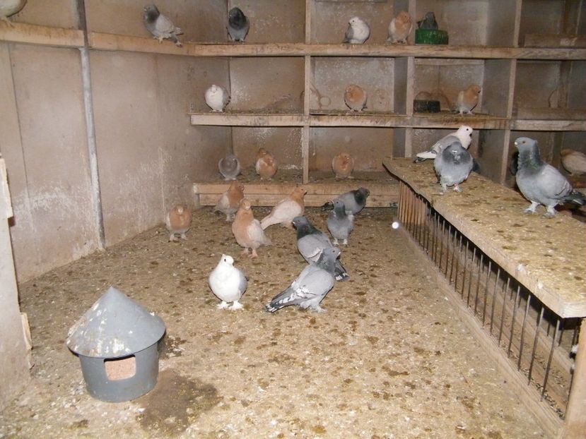 Szemelyi 045 - vanzare blondineti blueti