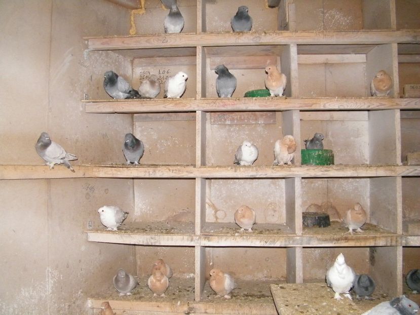 Szemelyi 048 - vanzare blondineti blueti