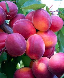 SUNROSSO ( poza net ) - cais SUNROSSO