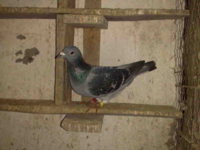 48-rezervat - Vinzare 2021