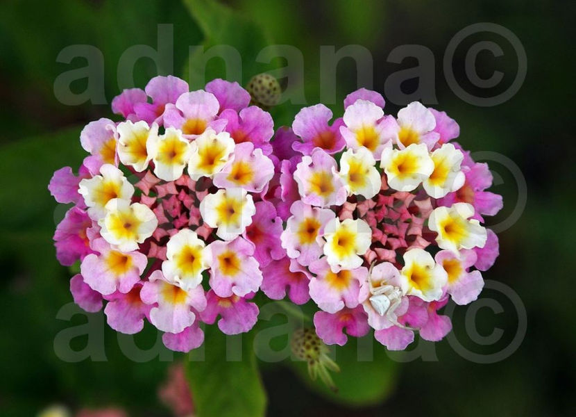  - Lantana camara - Epuizat momentan