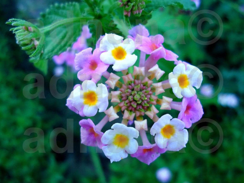  - Lantana camara - Epuizat momentan