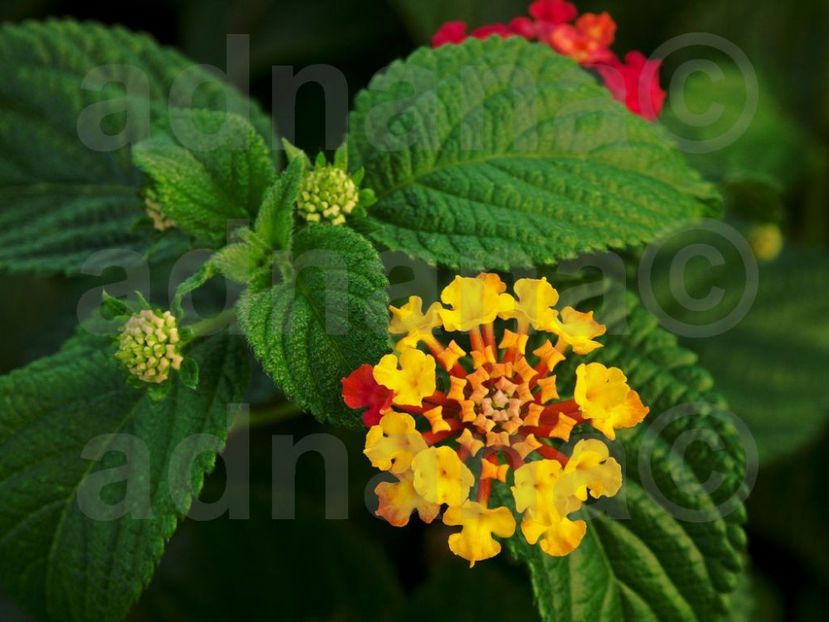  - Lantana camara - Epuizat momentan