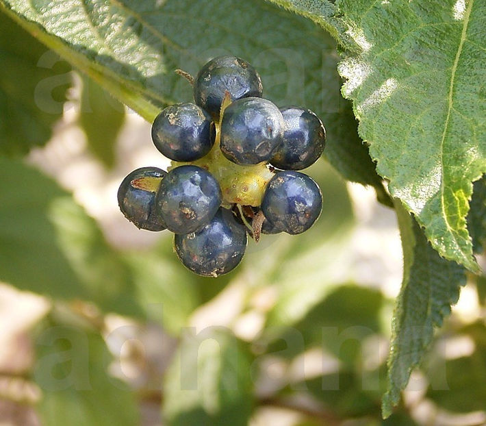  - Lantana camara - Epuizat momentan