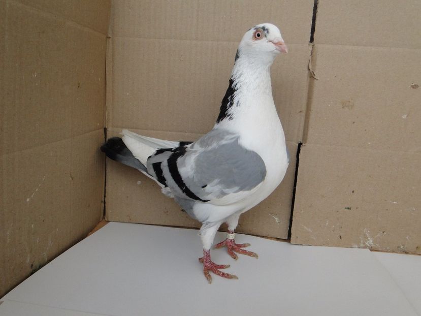 F 2015_13675 - arhiva_porumbei dragi mie