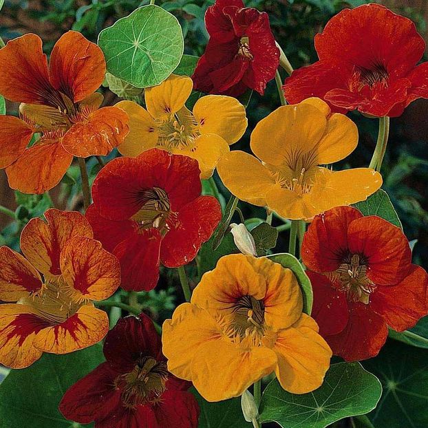 Seminte de Conduras - 9,8 lei - Seminte de Conduras - Nasturtium Climbing Mix