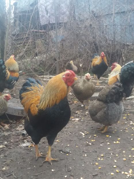  - WYANDOTTE POTARNICHIU ORANGE TALIE MICA 2018