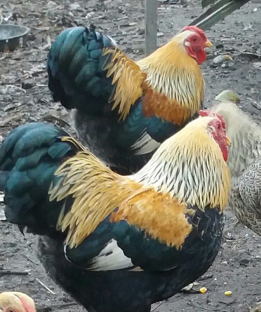  - WYANDOTTE POTARNICHIU ORANGE TALIE MICA 2018