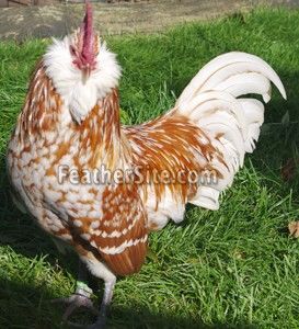 ThurChamoisCkl2 - Cumpar