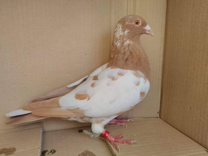 received_1164224003681200 - KAREL Meulemans GALBEN RECISIV