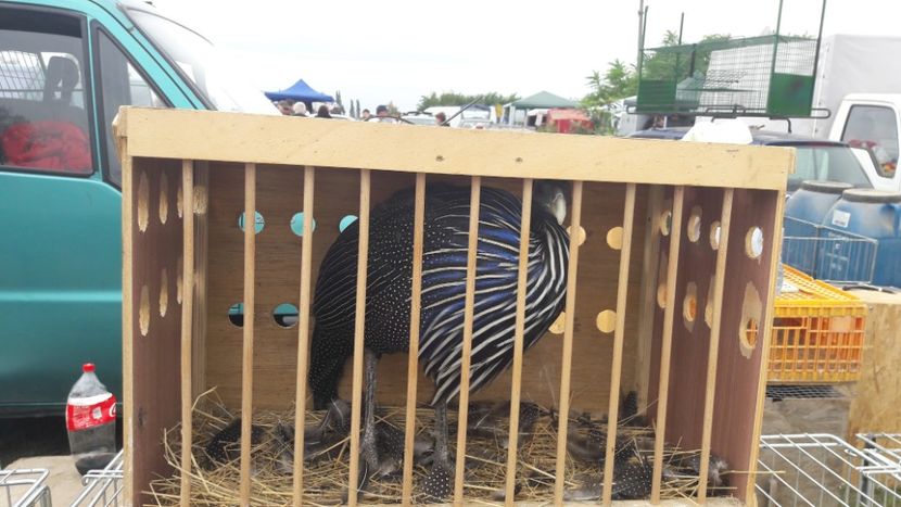 Monor 2017 - DIVERSE