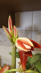  - amarylisi