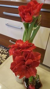  - amarylisi