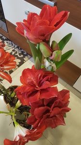 20171215_125652 (1) - amarylisi
