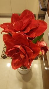 - amarylisi