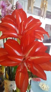  - amarylisi