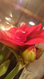  - amarylisi