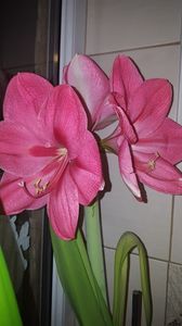  - amarylisi
