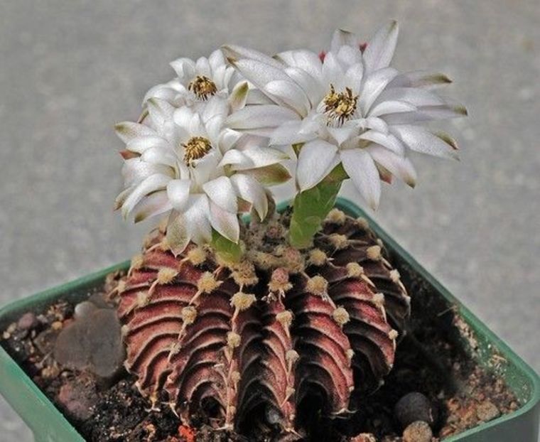 Gymnocalycium friedrichii LB 2178 Agua Dulce - Whish list pentru viata urmatoare1