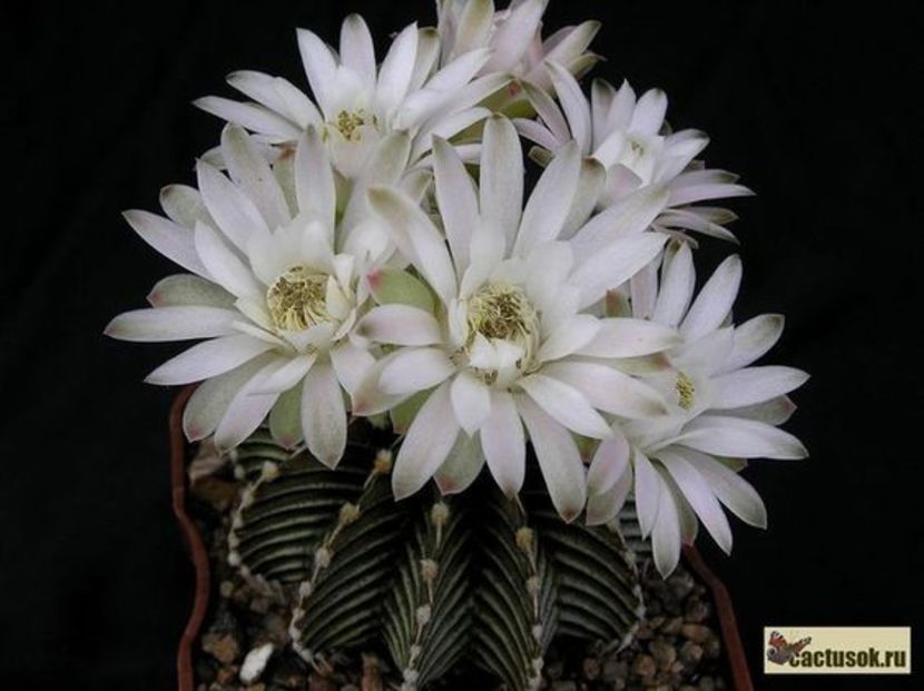 Gymnocalycium friedrichii LB 2178 Agua Dulce - Whish list pentru viata urmatoare1