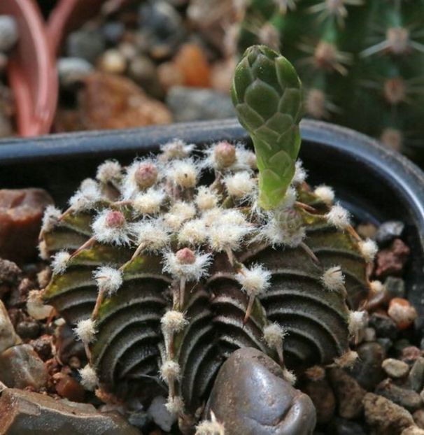 Gymnocalycium friedrichii LB 2178 Agua Dulce - Whish list pentru viata urmatoare1