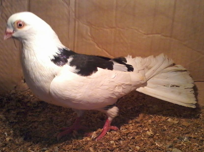 super moriscar peste 50 metri strans - PIERDERI  CAZATORI