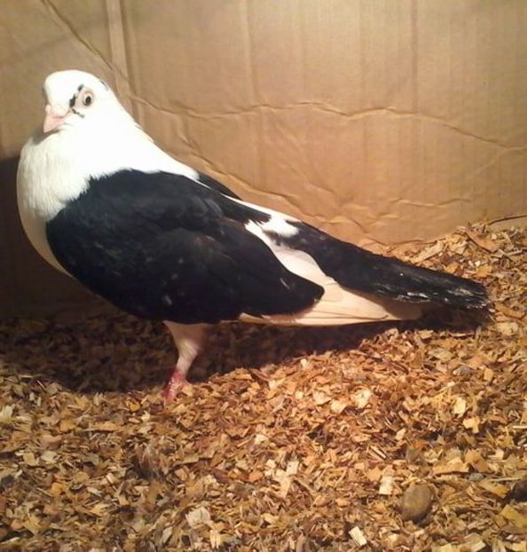 cazatoare - PIERDERI  CAZATORI