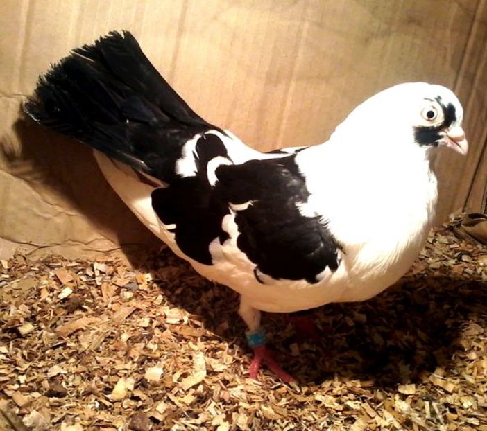 preferatul - PIERDERI  CAZATORI