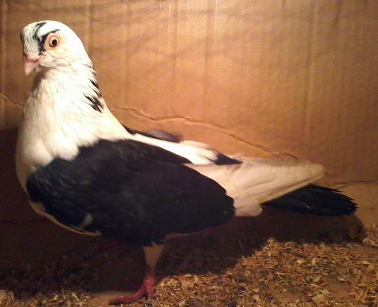 Frumos pentru a fi zburat - galateni pe negru moriscari