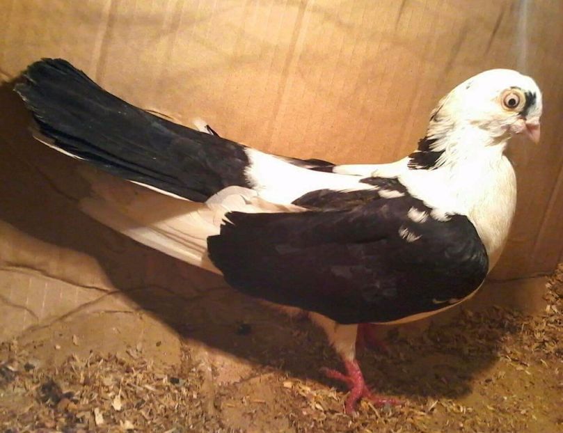 2016 - galateni pe negru moriscari