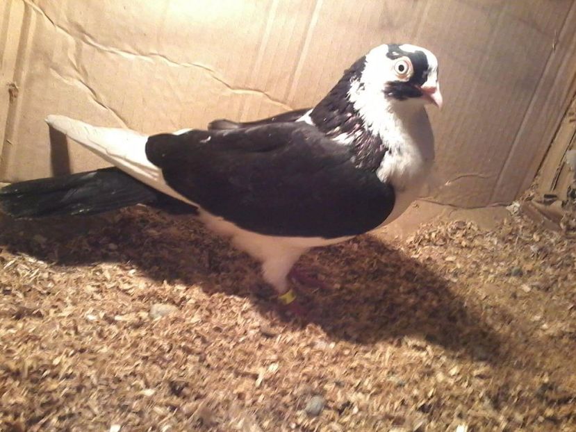 Căzător de la disparitie - PIERDERI  CAZATORI