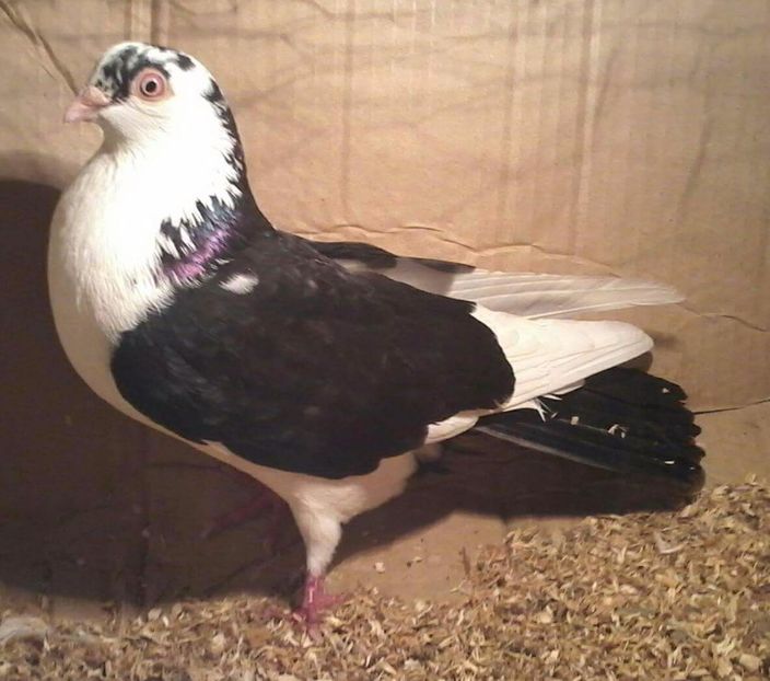 Moriscar tare disparut - PIERDERI  CAZATORI