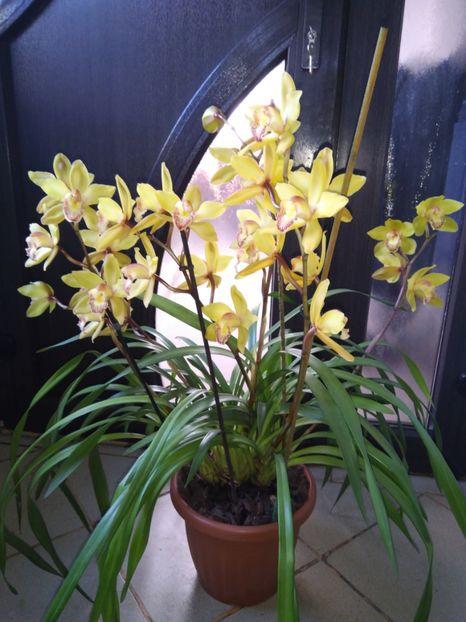 25.11.2017 - Cymbidium