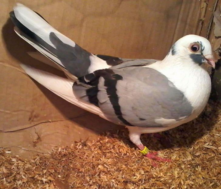 Moriscara tare - PIERDERI  CAZATORI