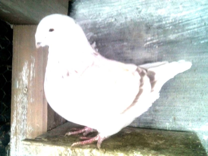  - - A - CRESCATOR POLIVALENT