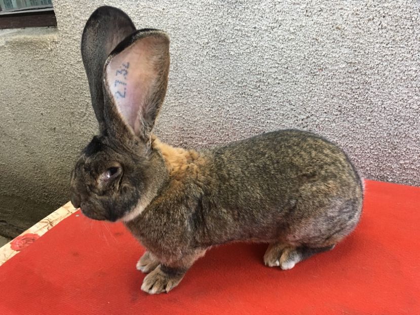 Tata:B104 2732(96.5pct)Knappe.M - Fatari 2018