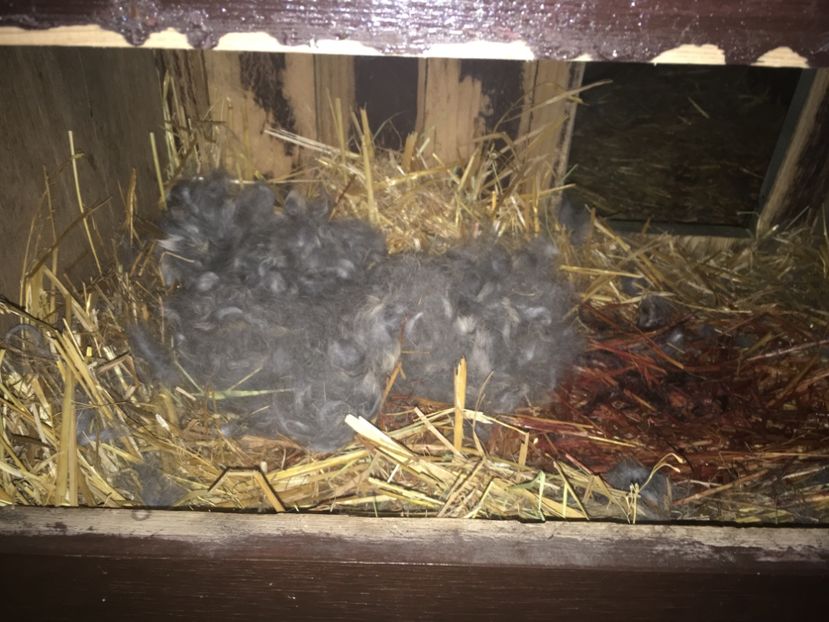 Fatare:12.01.2018 - Fatari 2018