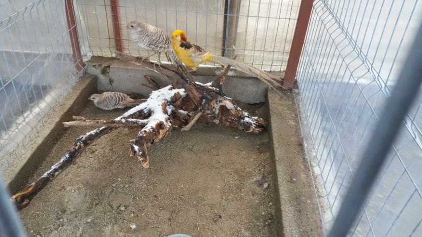  - Fazani Auriu pe Galben
