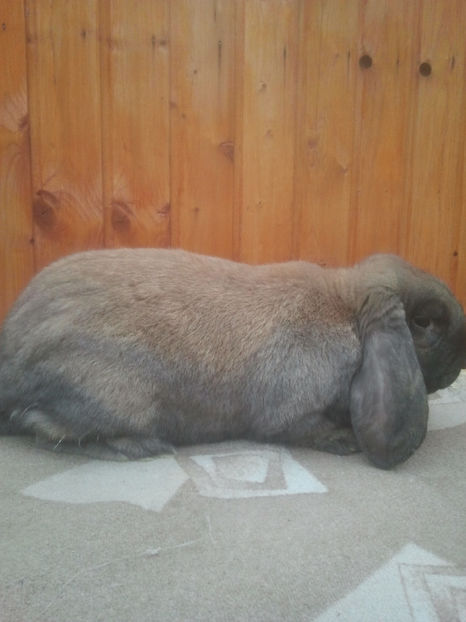 2018-01-13 13.38.50 - Iepuri