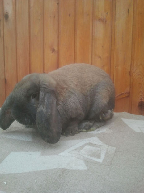 2018-01-13 13.39.12 - Iepuri