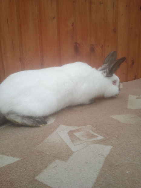 2018-01-13 13.40.54 - Iepuri