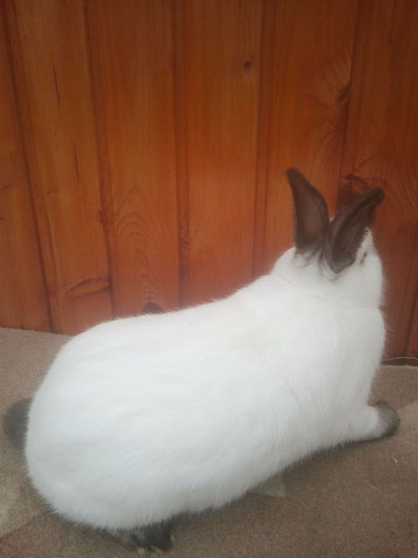 2018-01-13 13.41.13 - Iepuri