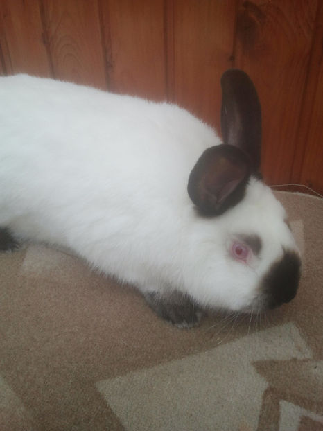 2018-01-13 13.45.56 - Iepuri