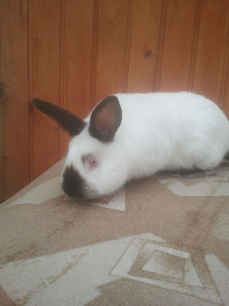 2018-01-13 13.46.19 - Iepuri