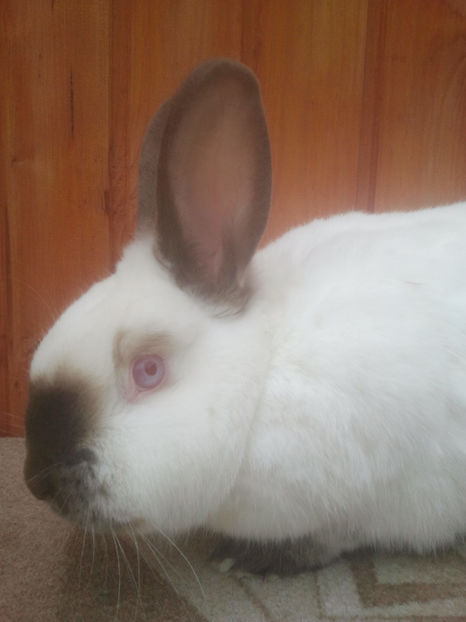 2018-01-13 13.48.33 - Iepuri