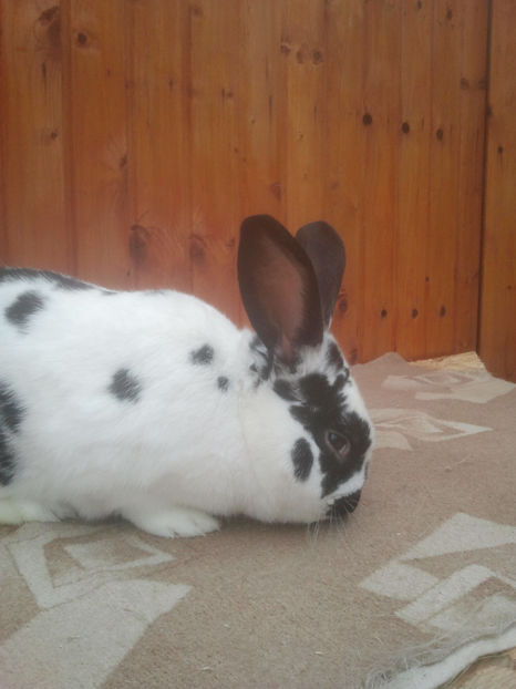 2018-01-13 13.50.41 - Iepuri