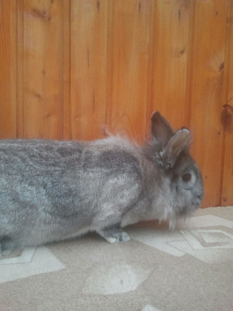 2018-01-13 13.53.53 - Iepuri