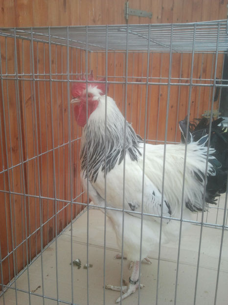 2018-01-13 14.09.11 - Sussex