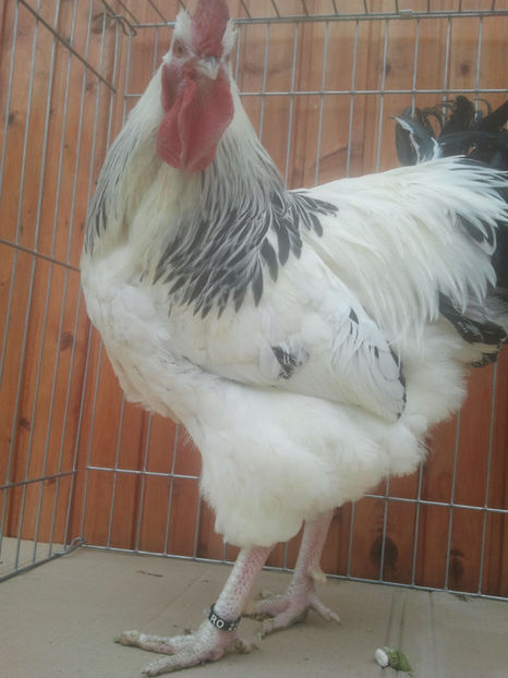 2018-01-13 14.09.38 - Sussex