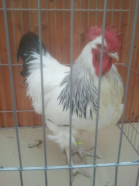 2018-01-13 14.11.52 - Sussex